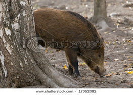 Wild boar in the forest