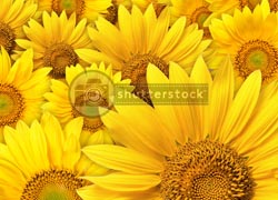 shutterstock sunflower