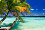 Tropical Paradise at Maldives with palms and blue sky 