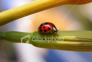 ladybug