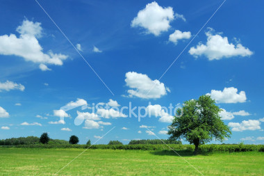 summer landscape